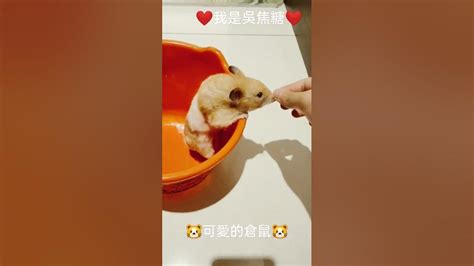 倉鼠飼養|【倉鼠飼養】新手必看！養倉鼠要花多少錢？怎麼照。